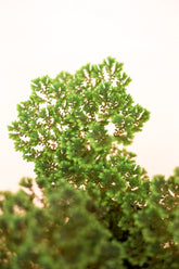 Slaginella apoda (Papuan moss)